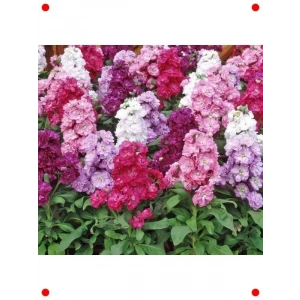 Şebboy Çiçeği Tohumu – Katmerli Karışık Renk (10 Adet)