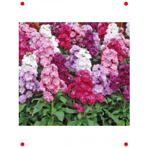 Şebboy Çiçeği Tohumu – Katmerli Karışık Renk (10 Adet)