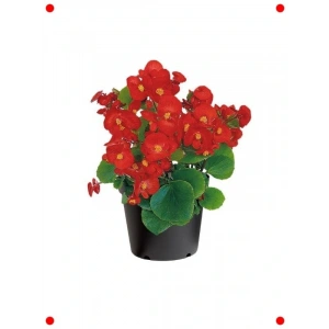 Şeker Bnya Tohumu - Kırmızı İri Çiçek (25 Adet)