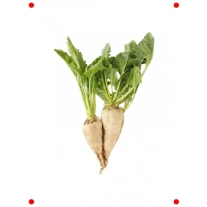 Şeker Pancarı Tohumu (5 gr) - Tatlı Hasatlar