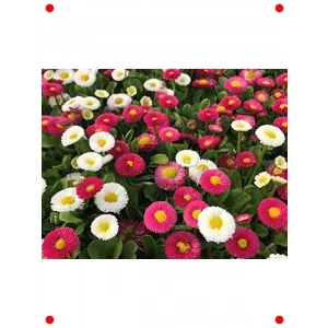 Şeker Tabağı Çiçeği Tohumu (+250 Adet)