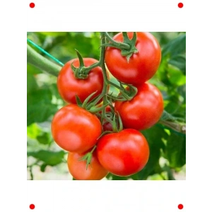 Sırık Domates Tohumu (Hibrit) - 10 Adet - Verimli