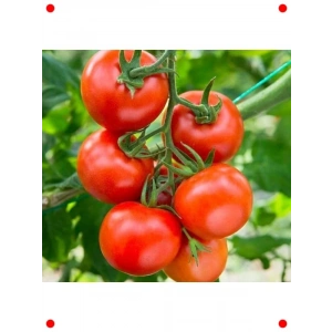 Sırık Domates Tohumu (Hibrit) - 10 Adet - Verimli