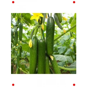 Sırık Salatalık Tohumu (20 Adet) - Dikey Büyüme