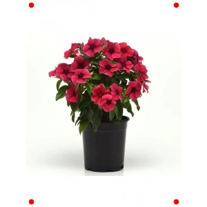 Siyah Mor Rozet Çiçeği Tohumu (5 Adet)