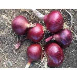 Soğan Yekta Tohumu - Aksel 10 gr