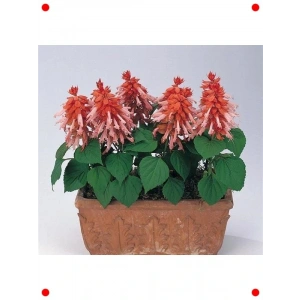 Somon Renkli Salvia Ateş Çiçeği  Tohumu - 30 Adet