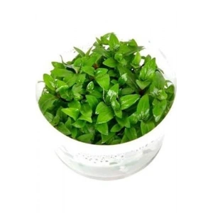 Staurogyne Repens In Vitro Canlı Bitki, Akvaryum İçin