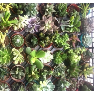 Sukulent kaktüs çiçeği no:3 tohumu ile bahçenizi çeşitlendirin