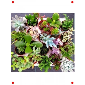 Sukulent & Kaktüs Çiçeği Tohumu - Çeşit 1