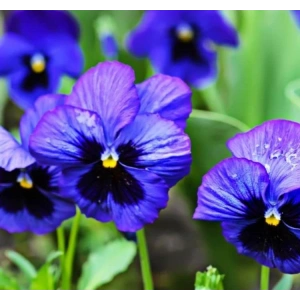 Sukulent Kaktüs Çiçeği Tohumu - No:2, Canlı