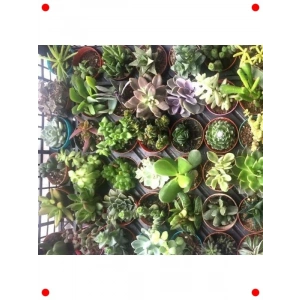 Sukulent Kaktüs Çiçeği Tohumu - No:3