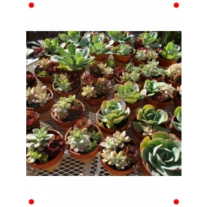 Sukulent Kaktüs Çiçeği Tohumu (No:5)