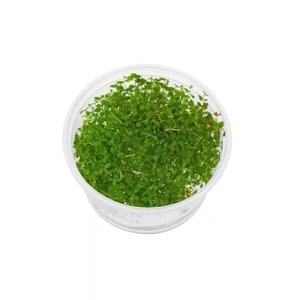 Super Red Ludwigia In Vitro 200cc Canlı Bitki, Akvaryum