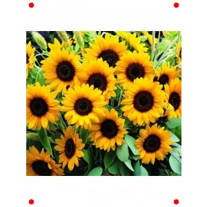 Süs Ayçiçeği Tohumu - Katlı Çiçek, Turuncu Siyah (5 Adet)