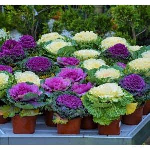 Süs Lahanası Tohumu ile Bahçenize Renk Katın