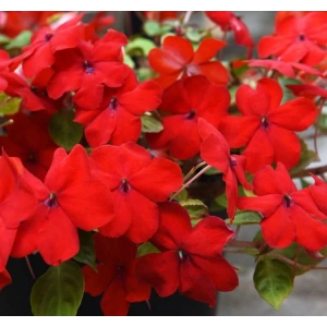 Tatlı Mısır Tohumu - Haşlamalık, Doğal