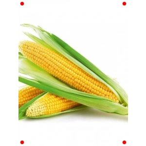 Tatlı Mısır Tohumu - Şeker Tadında Tane Mısırlar