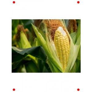 Tatlı Süt Mısırı Tohumu - 10 gr