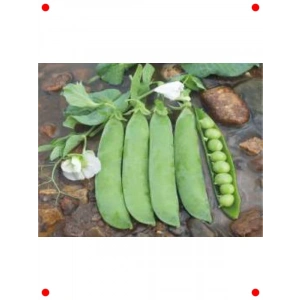 Taze Bezelye Tohumu (10 gr)