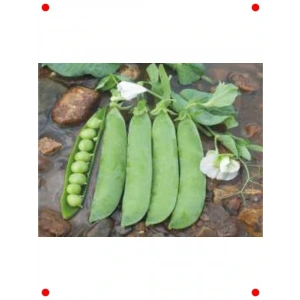 Taze Bezelye Tohumu (10 gr)