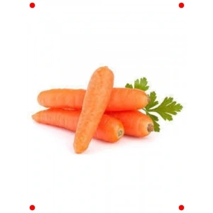 Taze Havuç Tohumu - Çıtır ve Tatlı Hasat