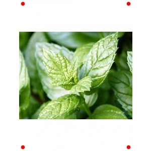 Taze Nane Tohumu (250+ Adet)