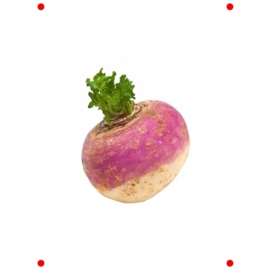 Taze Şalgam Tohumu - Kökü ve Yaprakları Lezzetli