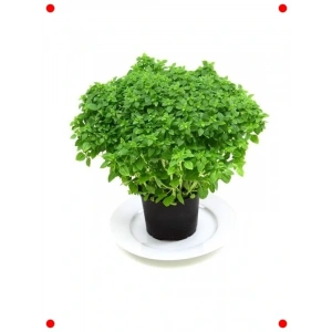 Top Reyhan Tohumu (3 gr) - Gür ve Kokulu