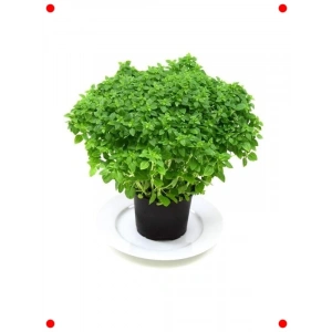 Top Reyhan Tohumu (3 gr) - Gür ve Kokulu