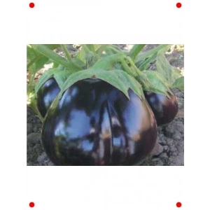 Topan Patlıcan Tohumu - Lezzetli ve Bereketli