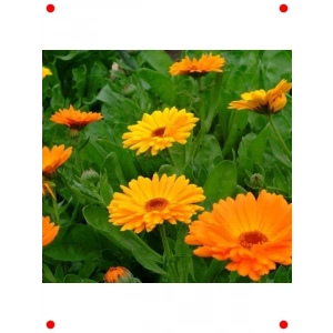 Turuncu Aynı Sefa  Tohumu (50 Adet)