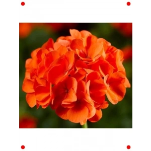 Turuncu Büyük Çiçekli Kokulu Sardunya Tohumu (5 Adet)