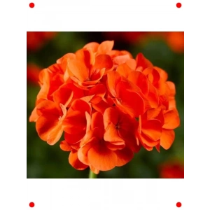 Turuncu Büyük Çiçekli Kokulu Sardunya Tohumu (5 Adet)