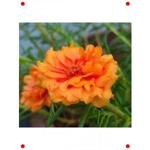 Turuncu Duble Katlı İpek Çiçeği Tohumu (25 Adet)