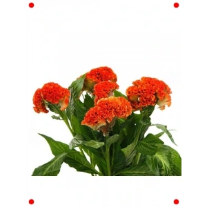 Turuncu Horoz İbiği Balta Çiçeği Tohumu (20 Adet)