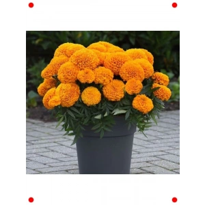 Turuncu Kadife Çiçeği Tohumu - 10 Adet