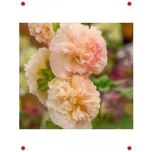 Turuncu Katmerli Büyük Çiçekli Gülhat Tohumu (5 Adet)