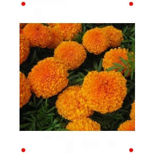 Turuncu Kokulu İri Kadife Çiçeği  Tohumu - 15 Adet