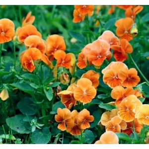 Turuncu Menekşe Çiçeği Tohumu - Bahçeniz İçin