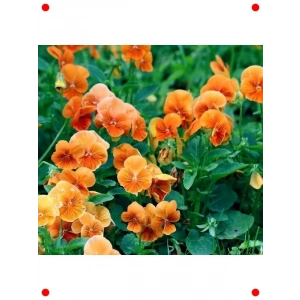 Turuncu Menekşe Tohumu - Canlı Renklerle Bahçeniz