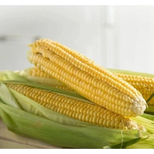 Turuncu Renkli Yıldız Çiçeği Tohumu - 10 Adet, Bodur