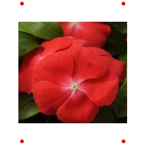 Turuncu Rozet Çiçeği  Tohumu (40 Adet)