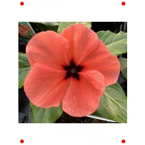 Turuncu Rozet Çiçeği Tohumu (Çok Dallı, Çok Çiçekli) - 15 Adet