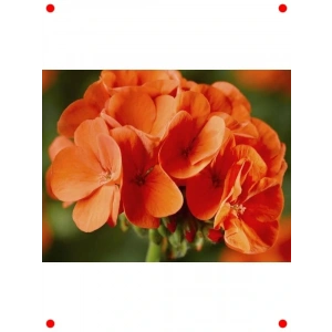 Turuncu Sardunya Çiçeği Tohumu (5 Adet)