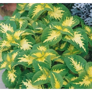 Turuncu Top Çiçekli Sardunya Tohumu - 5 Adet