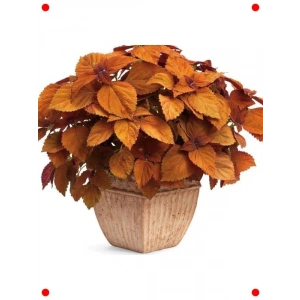 Turuncu Yaprak Güzeli F1 Tohumu (40 Adet)