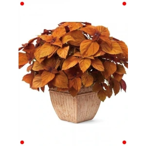 Turuncu Yaprak Güzeli  Tohumu (40 Adet)