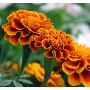 Ufak Çiçekli Kadife Tohumu - Bahçenizi Renklendirin