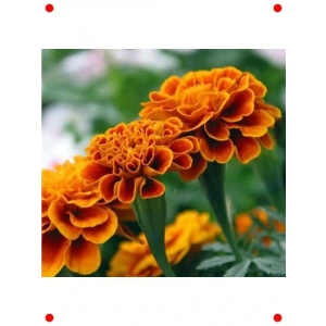 Ufak Çiçekli Kadife Tohumu - Zarif ve Dayanıklı